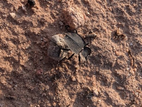 Embaphion contusum