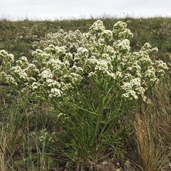 Crambe tataria