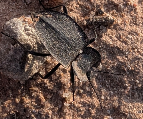 Embaphion contusum
