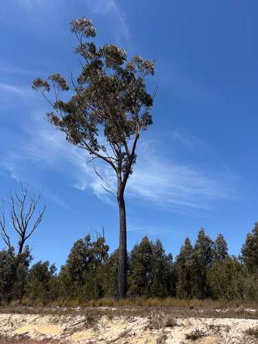 Eucalyptus sieberi observed 2026-10-21