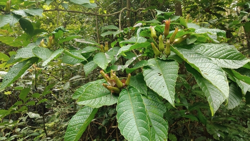 Clerodendrum minahassae observed 2025-09-13