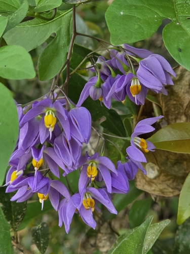Solanum seaforthianum observed 2026-10-21