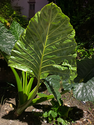 Alocasia macrorrhizos observed 2026-10-20