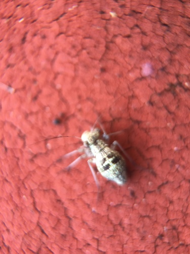 Woodland barklouse photo 3