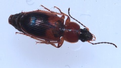 Acupalpus flavicollis