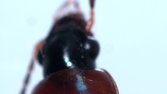 Acupalpus flavicollis