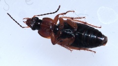 Acupalpus flavicollis