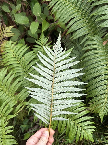Cibotium glaucum observed 2026-10-18