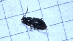 Agonum dolens