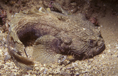 Batrachomoeus dubius
