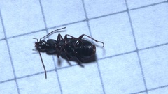 Agonum dolens