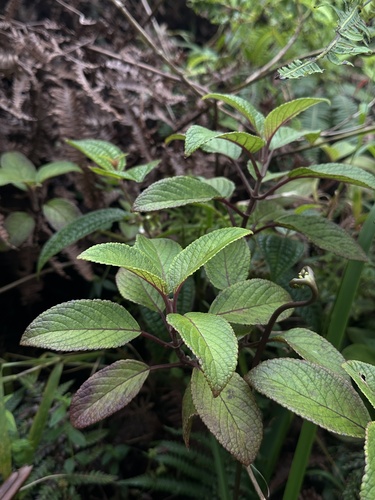 Phyllostegia grandiflora observed 2026-10-18