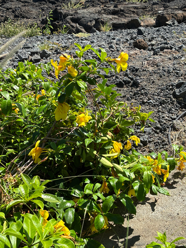 Allamanda cathartica observed 2026-10-19