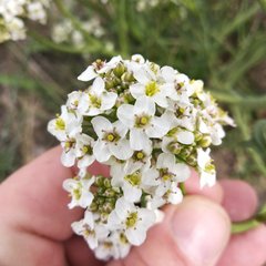 Crambe tataria