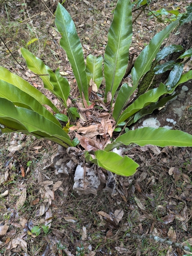 Asplenium australasicum observed 2026-10-21