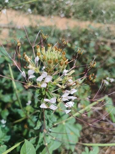 Gynandropsis observed 2026-10-20