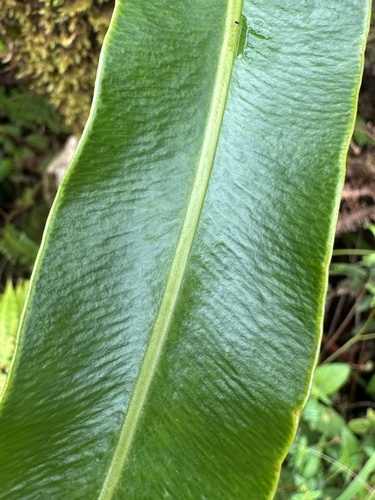 Elaphoglossum crassifolium observed 2026-10-18