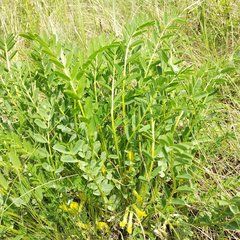 Astragalus wolgensis