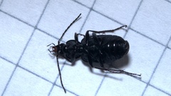 Agonum lugens