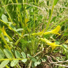 Astragalus wolgensis
