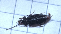 Agonum lugens