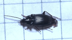 Agonum lugens