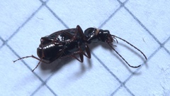 Agonum micans