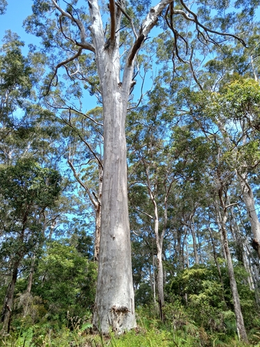 Eucalyptus diversicolor observed 2026-10-19