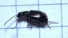 Agonum micans