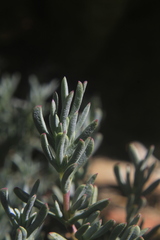 Lampranthus multiradiatus