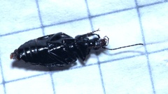 Agonum moestum