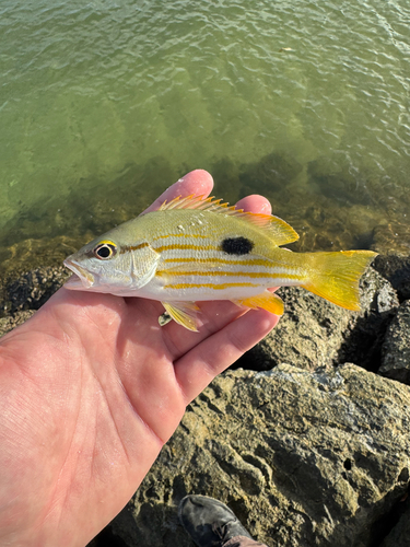 Lutjanus fulviflamma observed 2026-10-21