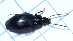 Agonum moestum