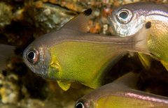 Pempheris affinis