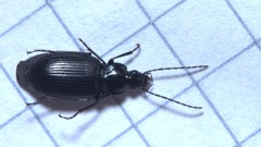 Agonum moestum