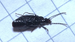 Agonum moestum