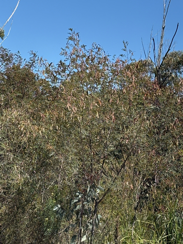 Acacia terminalis observed 2026-10-21