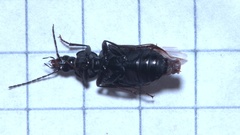 Agonum viduum