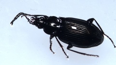 Agonum viduum