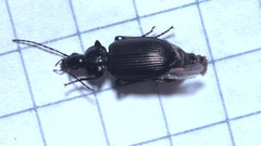 Agonum viduum