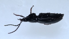 Agonum viduum