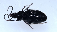 Agonum viduum