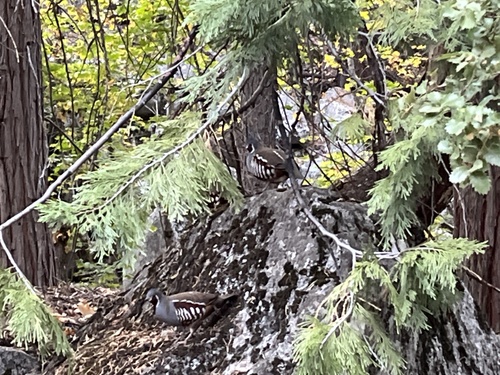 Oreortyx pictus observed 2026-10-20