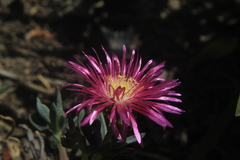 Lampranthus multiradiatus