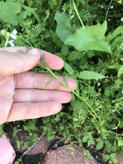 Matricaria