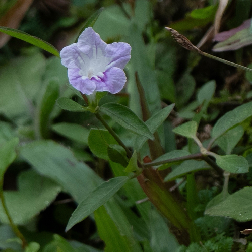 Ruellia repens observed 2026-10-06