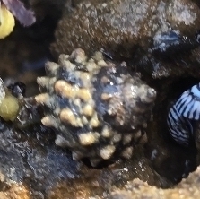 Tectarius observed 2026-10-20