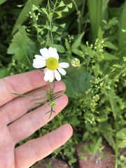 Matricaria