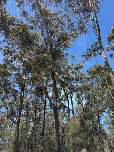 Eucalyptus sieberi observed 2026-10-21
