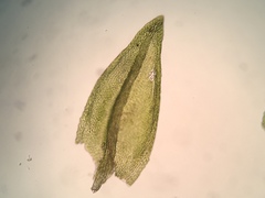 Platylomella lescurii